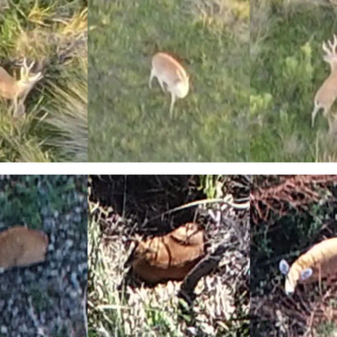 Efficient Endangered Deer Species Monitoring with UAV Aerial Imagery and Deep Learning