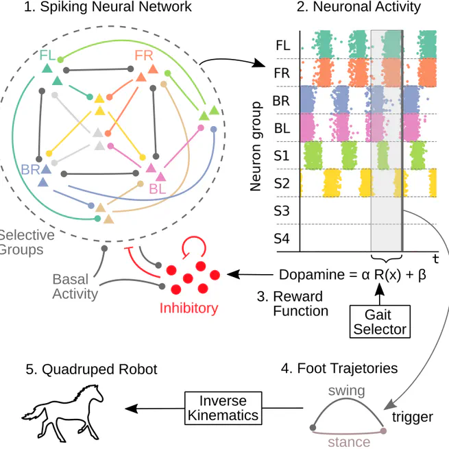 Dopamine-Modulated Spiking Central Pattern Generators for Gait Selection in Quadruped Robots